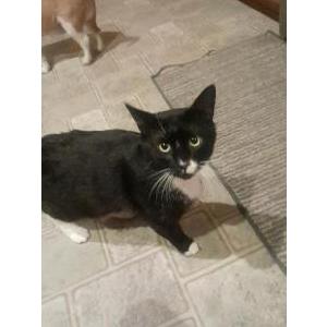 Lost Cat Myster