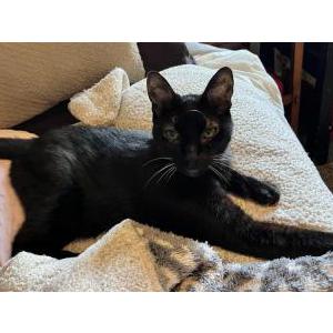 Lost Cat Voldemort