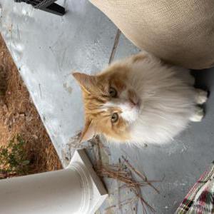 Lost Cat Lukie