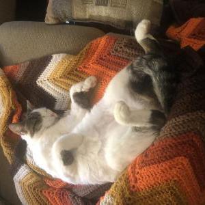 Lost Cat Sadie