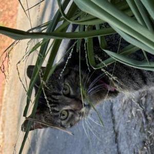 Lost Cat Ponche