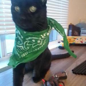 Image of Arco, Lost Cat