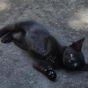 Found Cat Unknown
