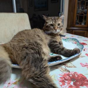 Lost Cat Sir Prince