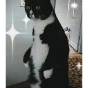 Lost Cat Maddie