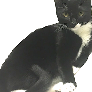 Lost Cat RJ