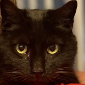 Lost Cat Jack