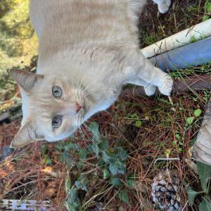 Lost Cat Snowball
