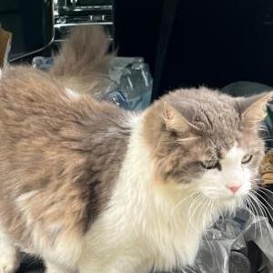 Lost Cat Mr Fluffy