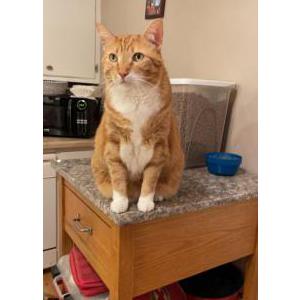 Lost Cat Harvey