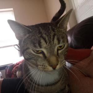 Lost Cat Cosmo
