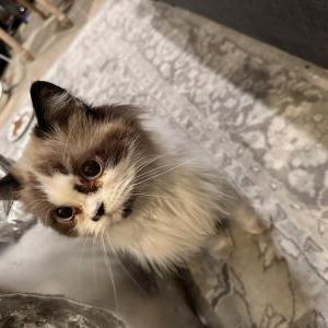 Found Cat Unknown
