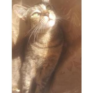 Lost Cat Babygirl