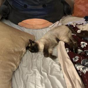 Lost Cat Jasper