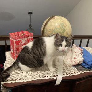 Lost Cat Lisek