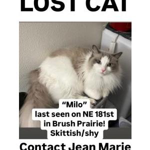 Lost Cat Milo