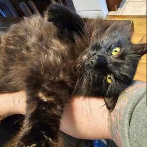 Lost Cat Grimm
