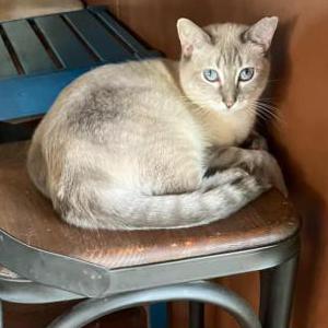 Lost Cat KIM