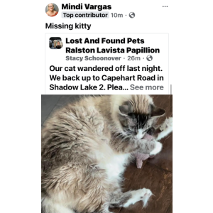Lost Cat Smokey