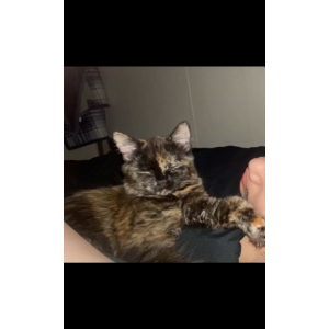 Lost Cat Lola