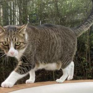 Lost Cat Jasper White Paws