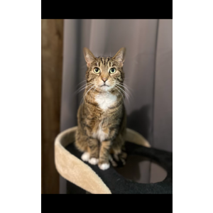 Lost Cat Bsby