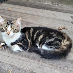 Image of Ruby, Lost Cat