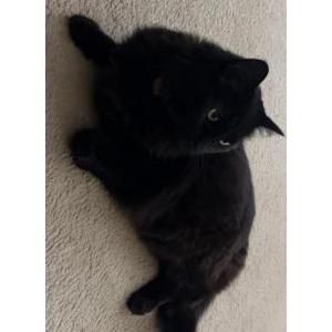 Lost Cat Onyx