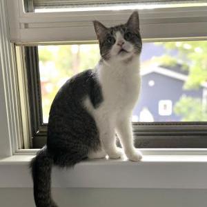 Lost Cat Bonnie