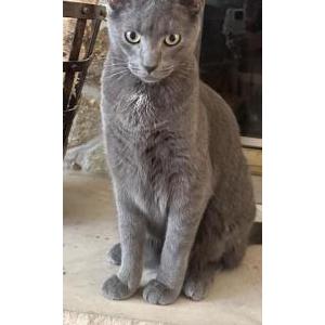 Lost Cat Murray