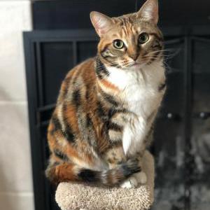 Lost Cat Vixey