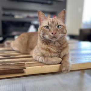 Lost Cat Hinata aka “stink”