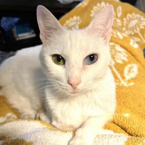 Lost Cat Lulu