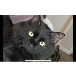 Lost Cat Theodore