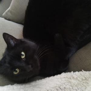 Lost Cat Jazz