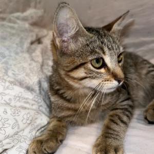 Found Cat Unknown