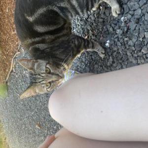 Found Cat unknown