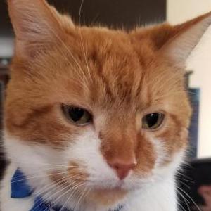 Lost Cat Milo