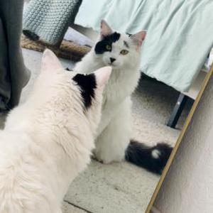 Lost Cat Wednesday