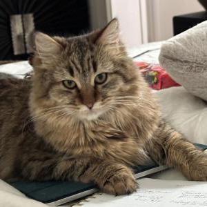 Lost Cat Muffin