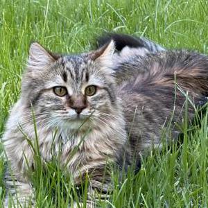 2nd Image of Muffin, Lost Cat