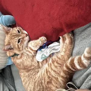 Lost Cat Joy Ferrer