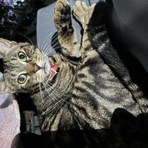 Found Cat Unknown