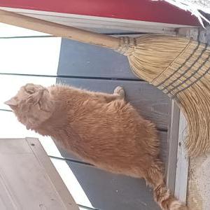 Lost Cat Binny