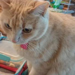 Lost Cat Peaches