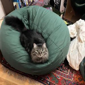 Lost Cat Athena