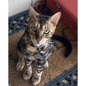 Lost Cat Spirit