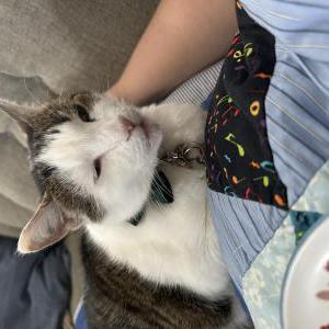Lost Cat Louis