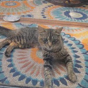 Found Cat Unknown