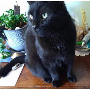 Lost Cat Vinny
